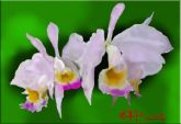 Orquídea Amazônia