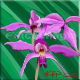 Orquídea Maravilha