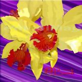 Orquídea Pura Beleza
