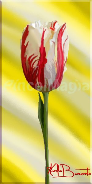 Tulipa Magnífica