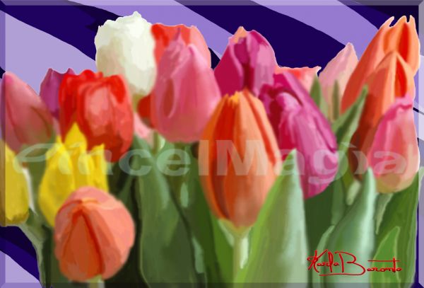 Tulipa Cores Mil